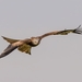 red-tailed-kite-2292500_960_720
