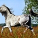 horse-2445740_960_720