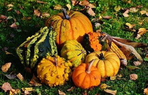 pumpkins-1712841_960_720