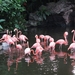 flamingo-2460461_960_720