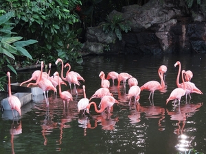 flamingo-2460461_960_720