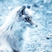 fox-2401825_960_720