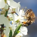bee-on-cherry-blossoms-1403010_960_720