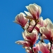 magnolia-2288649_960_720