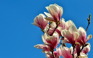 magnolia-2288649_960_720