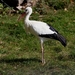 white-stork-2880389_960_720