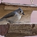 tufted-titmouse-2513439_960_720