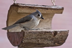 tufted-titmouse-2513439_960_720