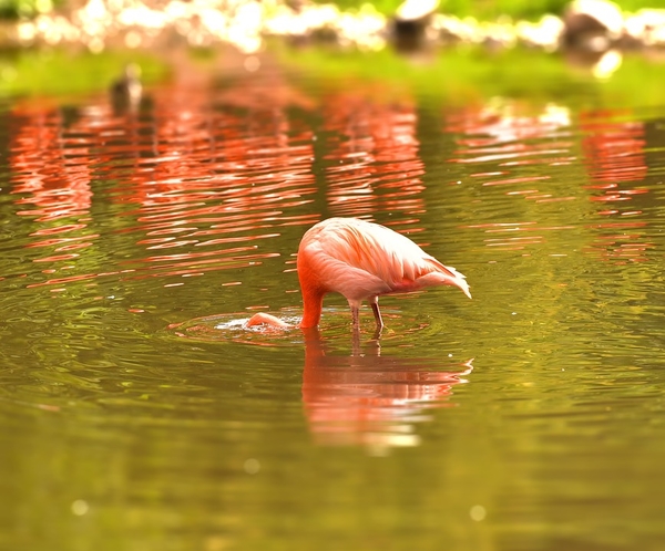 flamingo-2494460_960_720