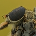 insect-2276878_960_720
