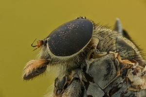 insect-2276878_960_720