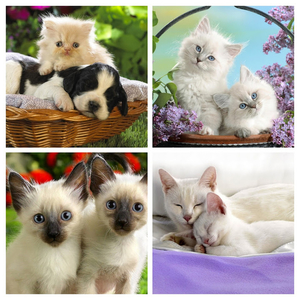 cute-cats-37-1280x800-COLLAGE