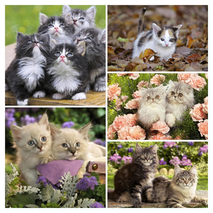 cute-cats-40-1280x800-COLLAGE