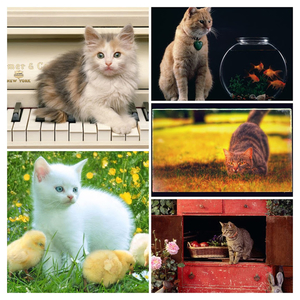 Kitty_and_Chicken_-_a_friends-COLLAGE