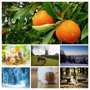 foto-met-sinaasappelen-aan-de-boom-hd-fruit-achtergrond-COLLAGE