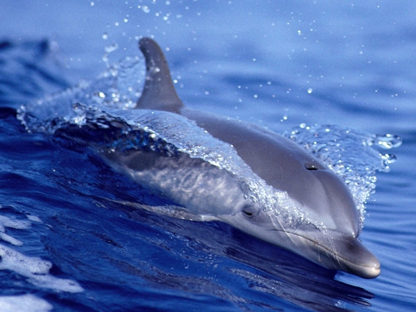 Atlantic_Spotted_Dolphin