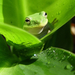 Australian_Green_Tree_Frog