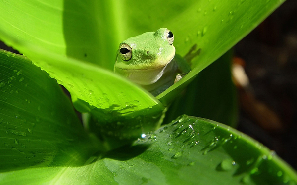 Australian_Green_Tree_Frog