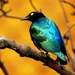 Austral_Thrush_Wild_Bird