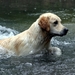 Australian_Labradoodles