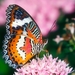 Australian_Painted_Lady_-_Australian_butterfly