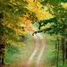 Autumnal_Forest_Trail_-_East_Texas