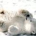Baby_Polar_Bear