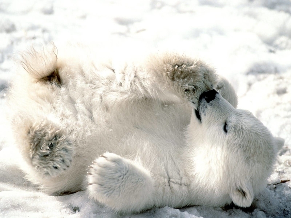 Baby_Polar_Bear