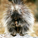 Baby_Porcupine_(Exotic_Animals_Wallpapers)