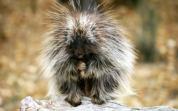 Baby_Porcupine_(Exotic_Animals_Wallpapers)