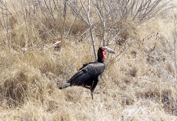 Vogel Krugerpark