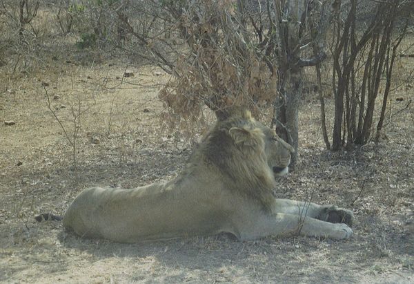 Leeuw Krugerpark