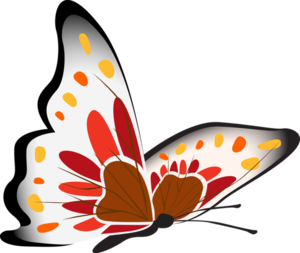 butterfly-2778502_960_720