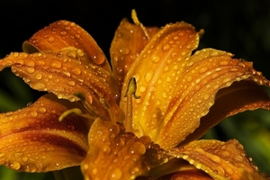 lily-395551_960_720