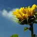 sun-flower-2787071_960_720