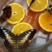butterfly-house-2711001_960_720