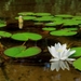 water-lily-flower-2633039_960_720
