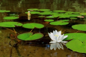 water-lily-flower-2633039_960_720