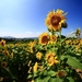 sunflower-2744327_960_720