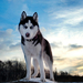 dieren-wolf-wallpaper-hd-wolven-achtergrond-foto