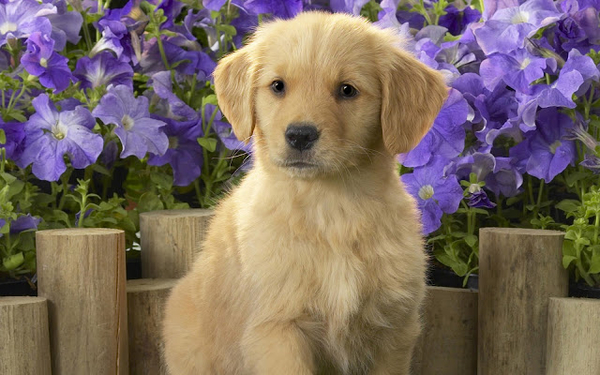 hd-honden-wallpaper-met-een-schattige-lieve-hond-en-paarse-bloeme
