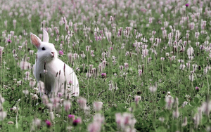 hd-konijnen-wallpaper-met-een-wit-konijn-tussen-de-bloemen-achter