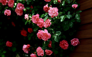 hd-rozen-wallpaper-met-een-grote-struik-vol-met-roze-rozen-achter
