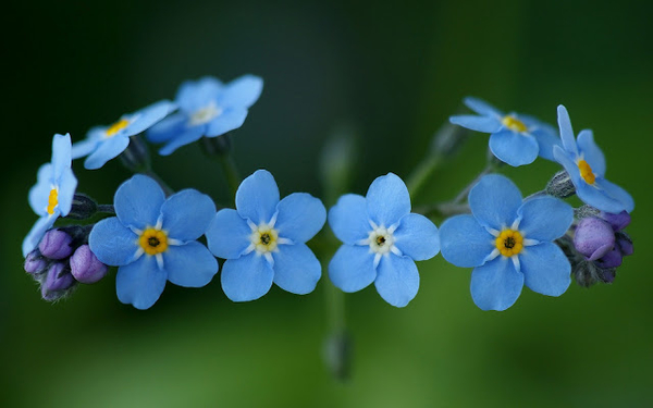 hd-blauwe-bloemen-achtergrond-met-bloemen-in-een-krans-wallpaper