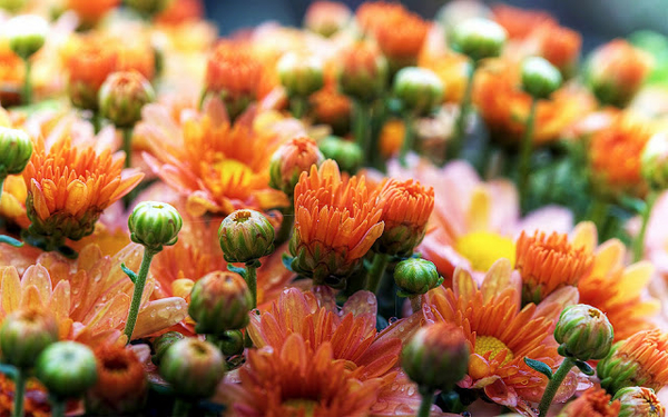 hd-bloemen-achtergrond-met-een-scherm-vol-oranje-madeliefjes-wall