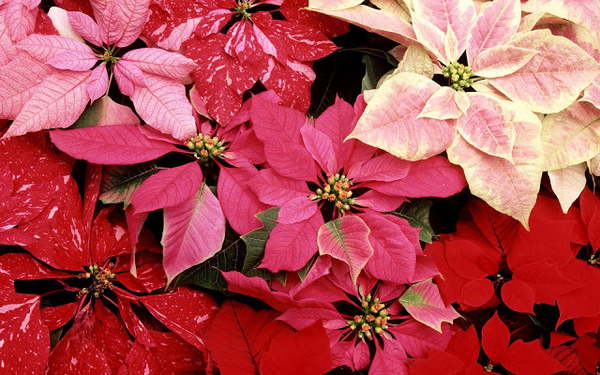 hd-bloemen-wallpaper-met-rode-planten-achtergrond-foto