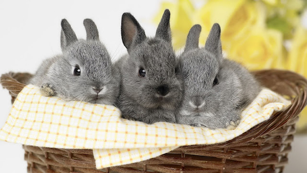 hd-konijnen-wallpaper-met-drie-grijze-konijnen-in-een-mand-hd-kon