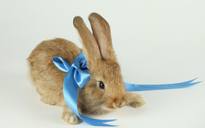 hd-konijnen-wallpaper-met-een-konijn-met-blauw-strikje-achtergron