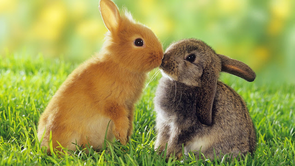 hd-konijnen-wallpaper-met-twee-schattige-konijnen-achtergrond-fot