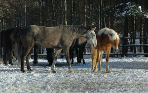 hd-paarden-wallpaper-met-paarden-in-de-sneeuw-hd-paarden-achtergr